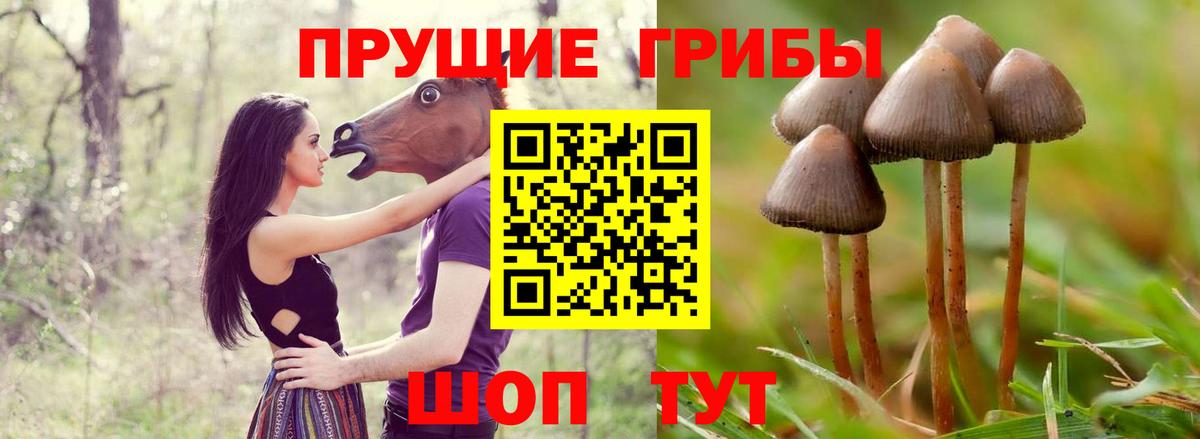 Кострома  Псилоцибиновые грибы прущие грибы  Вход с VPN 